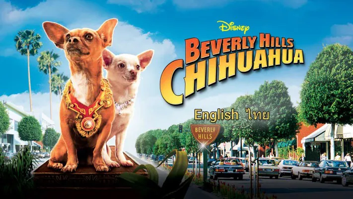 Những Chú Chó Chihuahua - Những Chú Chó Chihuahua