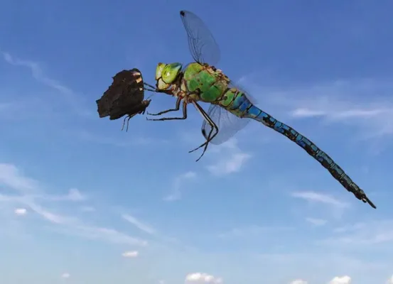 Sky Hunters - The World of Dragonfly - Sky Hunters - The World of Dragonfly